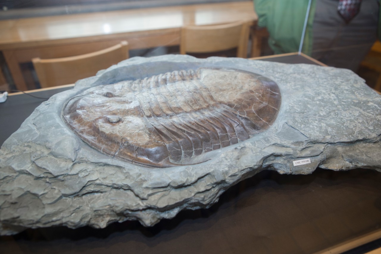 A fossilized trilobite.