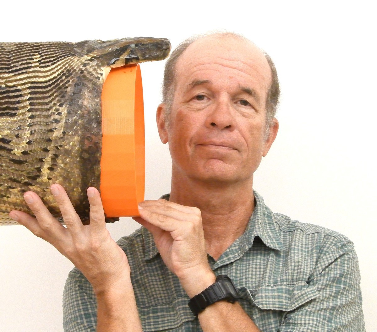 Bruce Jayne holds up a Burmese python's head wrapped around a massive plastic cylinder the circumference of a dinner plate.