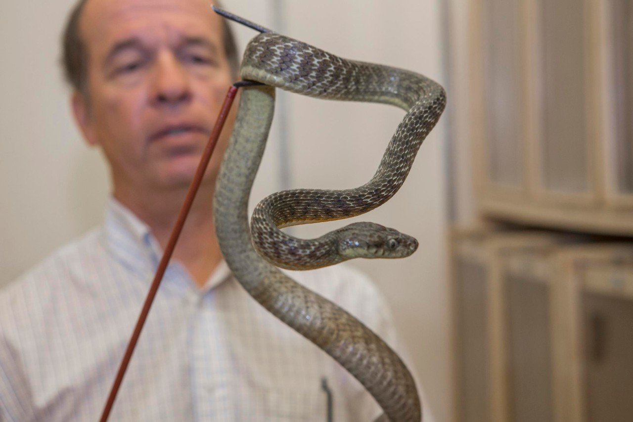 Professor Bruce C. Jayne, PhD assistant department head shown here with one of his snakes at his lab at Rievschl. UC/ Joseph Fuqua II