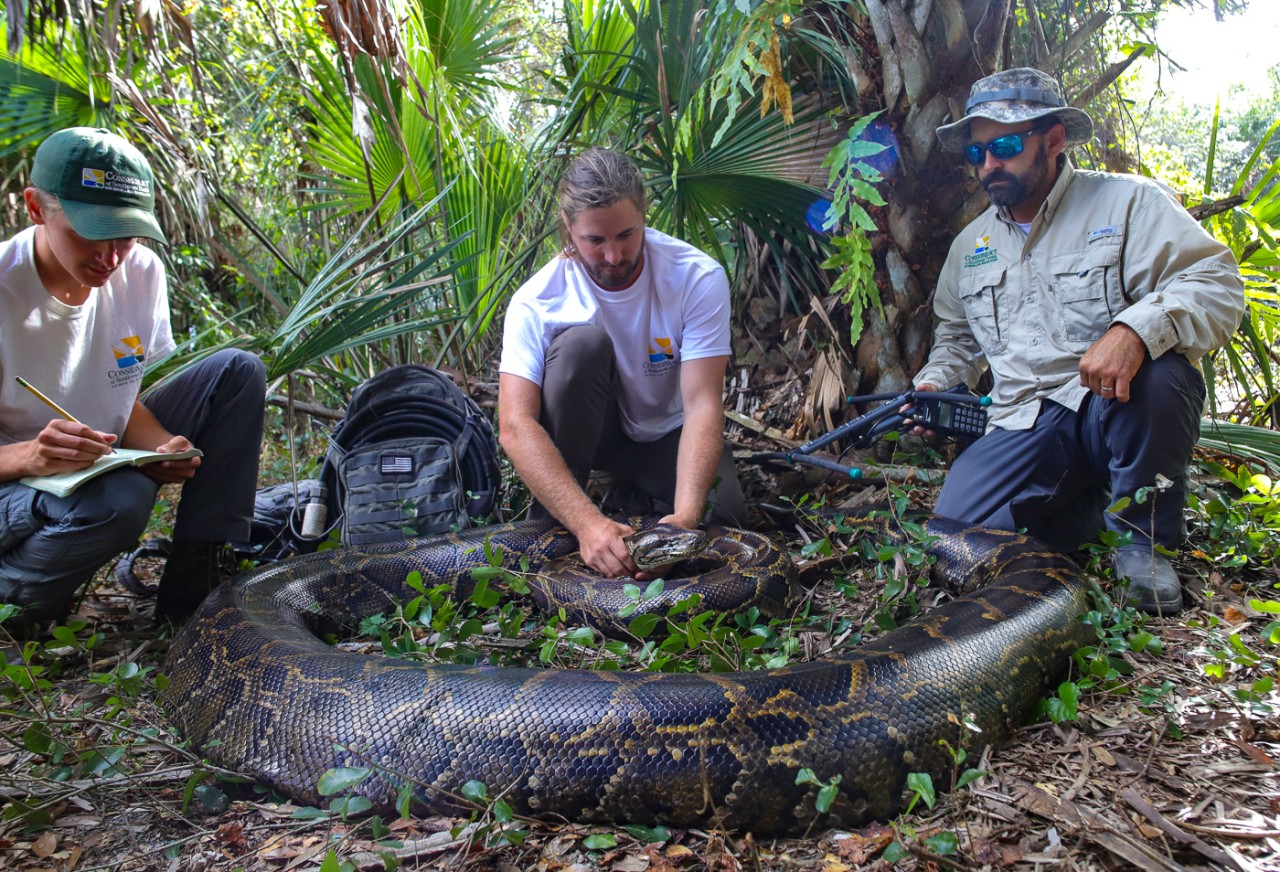 Three biologists kneel in front of a 215-pound Burmese python surrounded by Florida marsh plants.