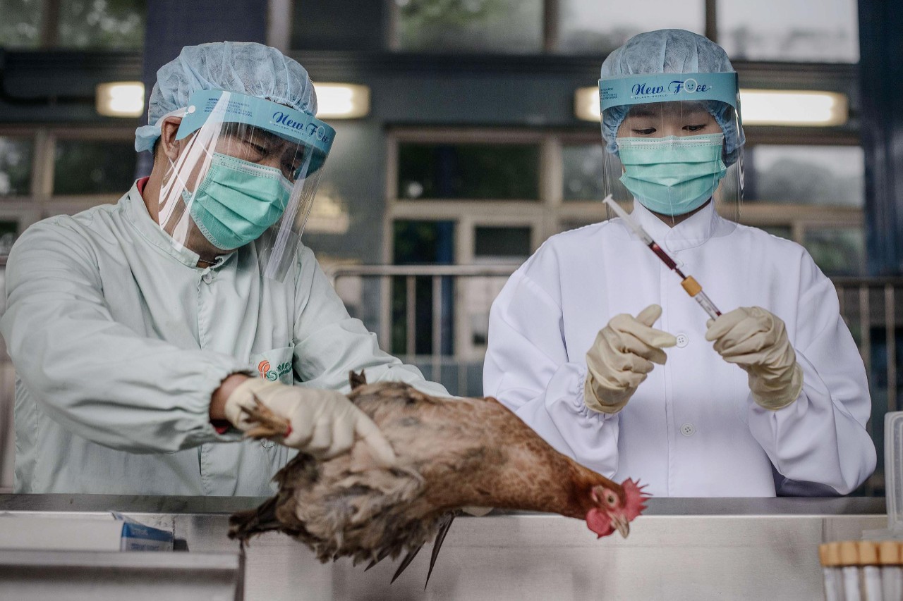 two people in medical gear examine a chicken