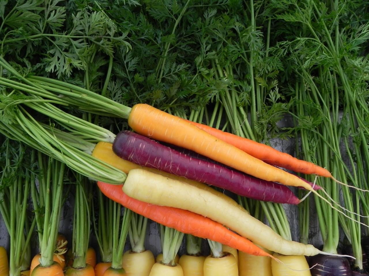 group of purple, orange, and white carrots