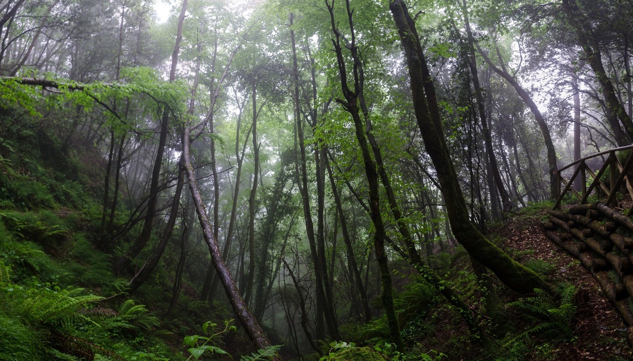 Forest at dusk.