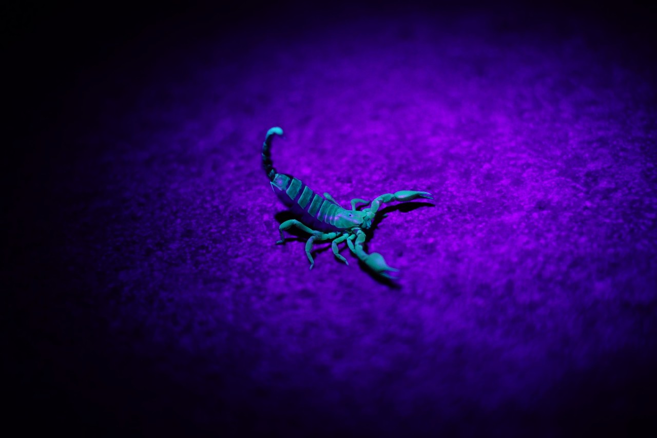 scorpion with purple background