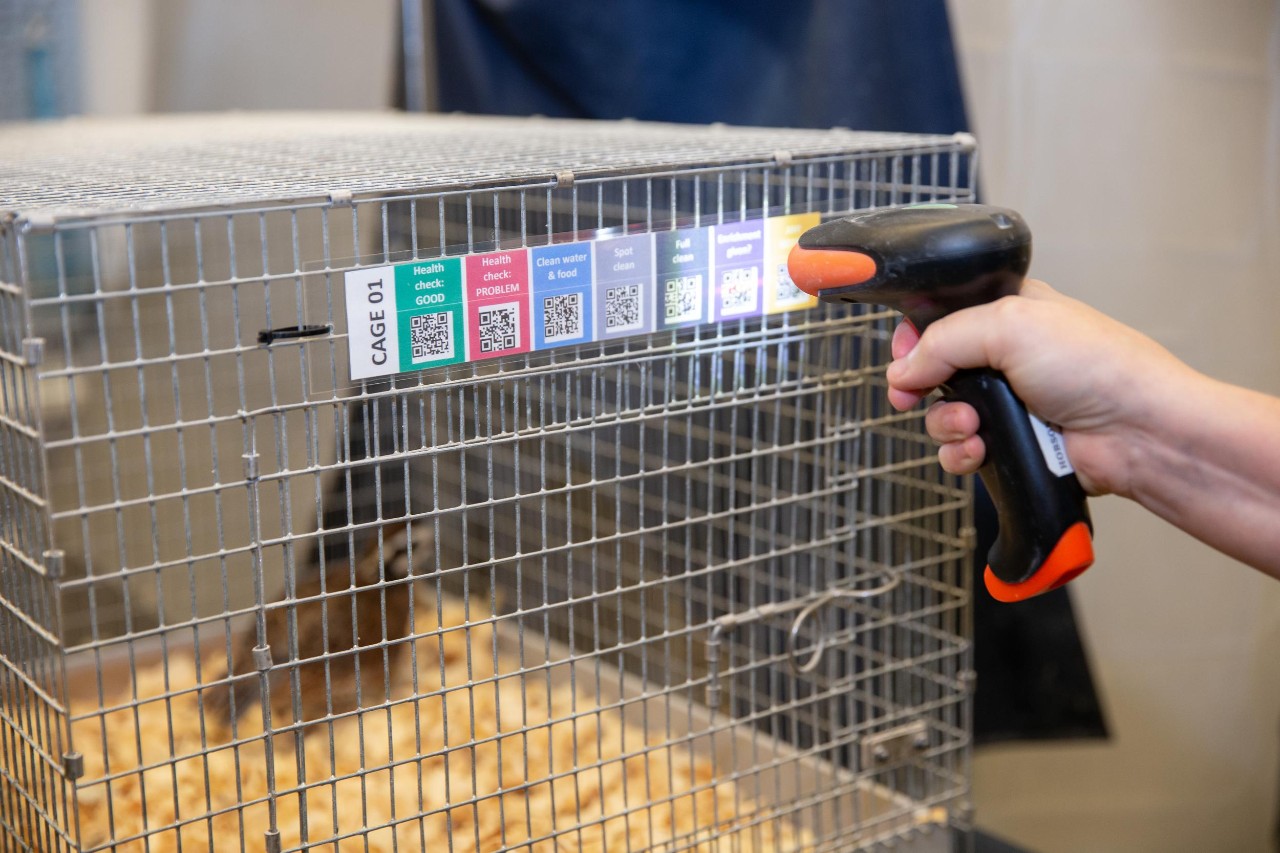 UC biologist Elizabeth Hobson works with quail in her lab, with students Sophia Clemen and Sanjay Prasher.