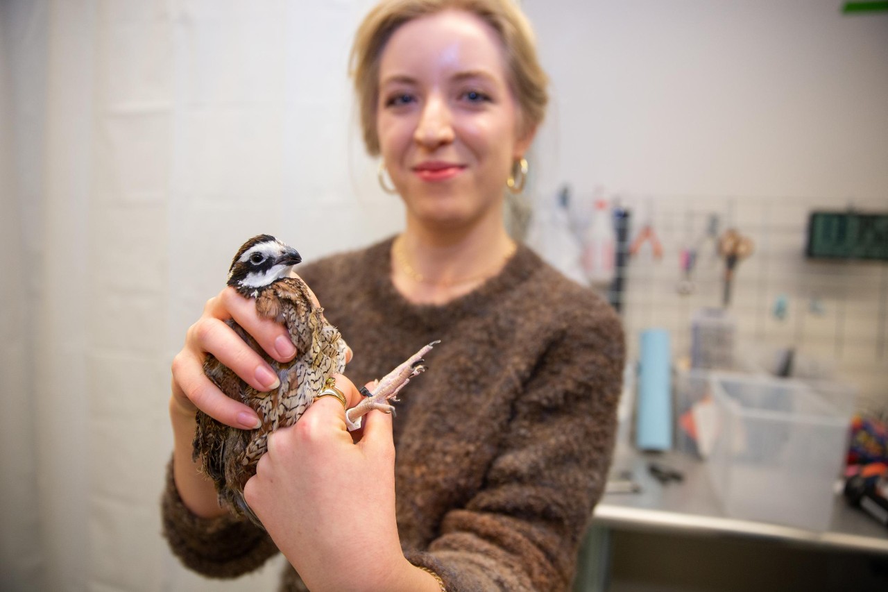 UC biologist Elizabeth Hobson works with quail in her lab, with students Sophia Clemen and Sanjay Prasher.