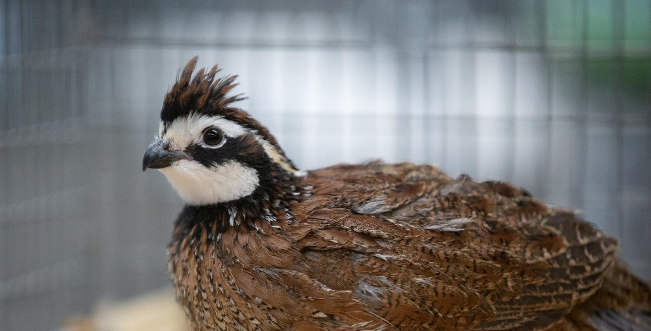 A northern bobwhite.