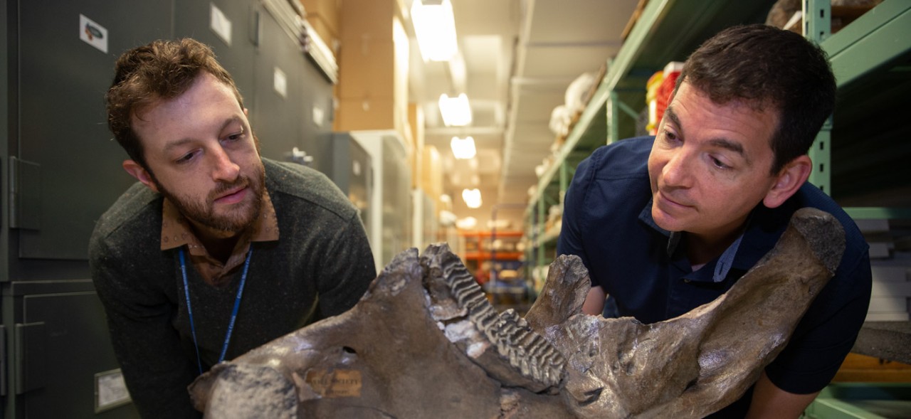 Two people lean over a mammoth skull to get a better look.