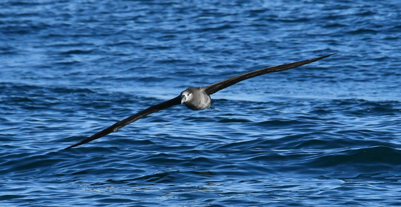 A black-footed albatross banks over the Pacific Ocean.