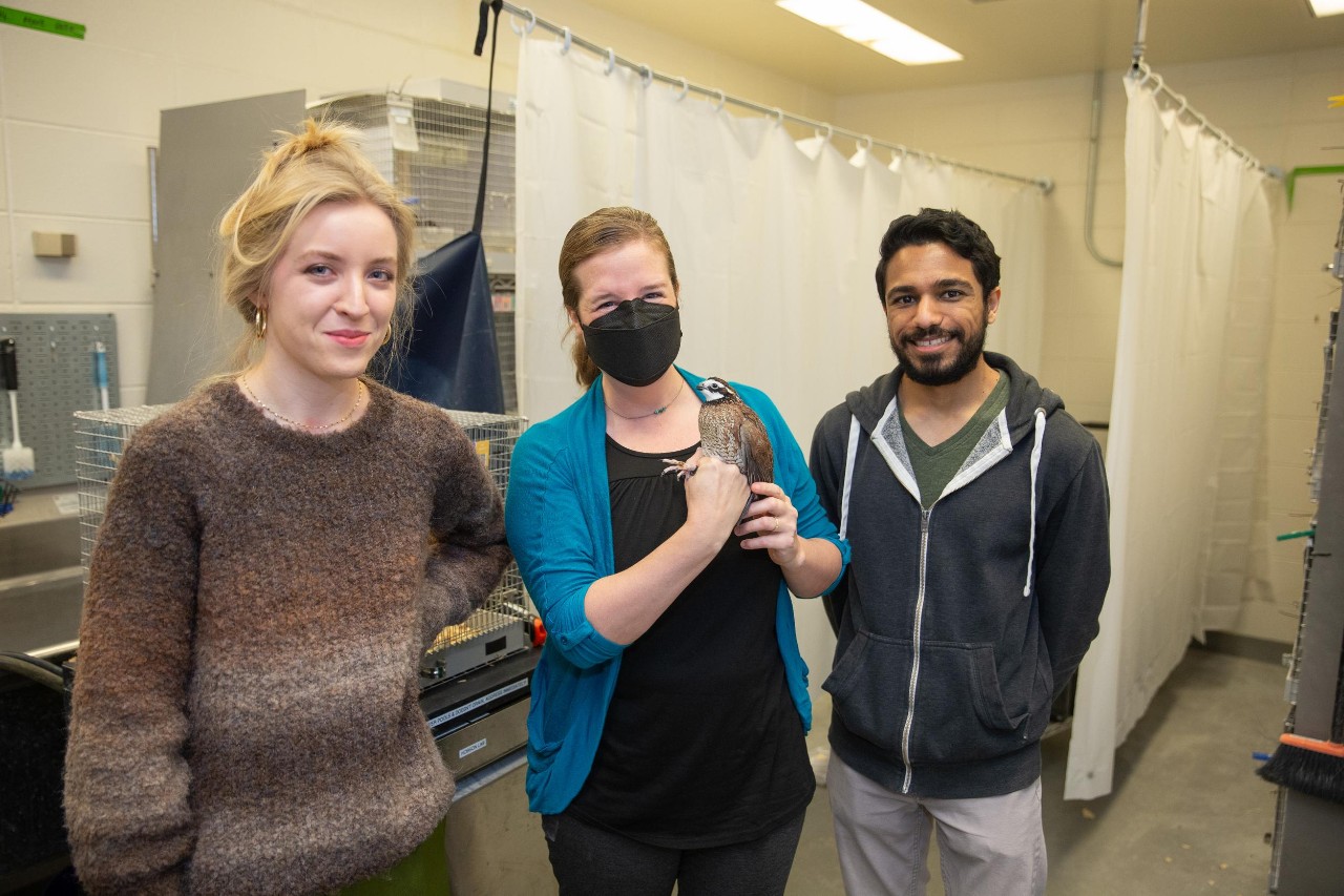 UC biologist Elizabeth Hobson works with quail in her lab, with students Sophia Clemen and Sanjay Prasher.