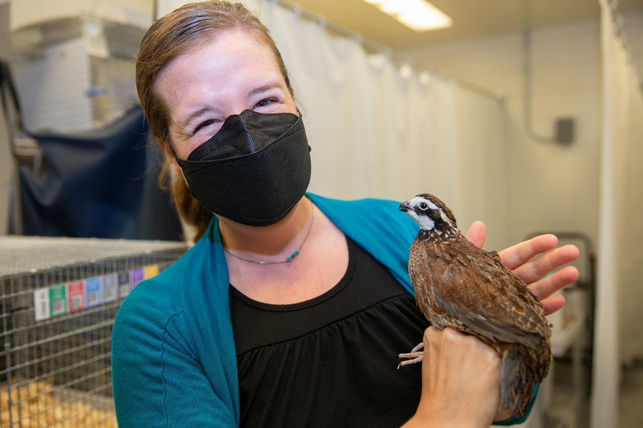 Elizabeth Hobson holds a bobwhite in her biology lab.