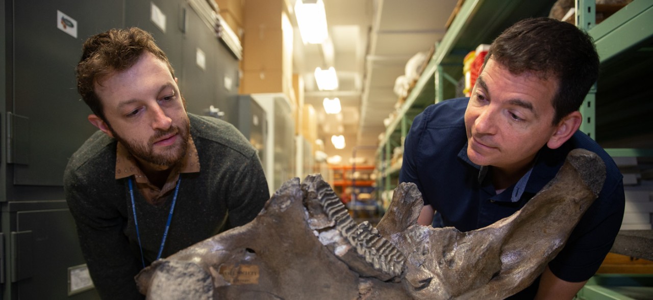 Cameron Schwalbach and Joshua Miller lean over a mammoth skull surrounded by museum storage cabinets.