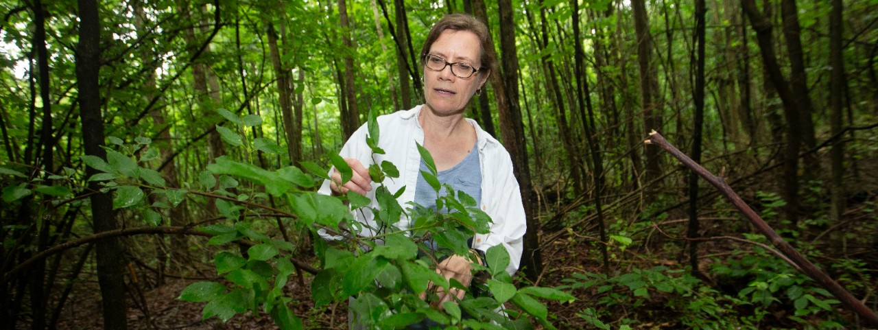 UC professor Theresa Culley stands in a grove of pear trees growing wild in southwest Ohio.