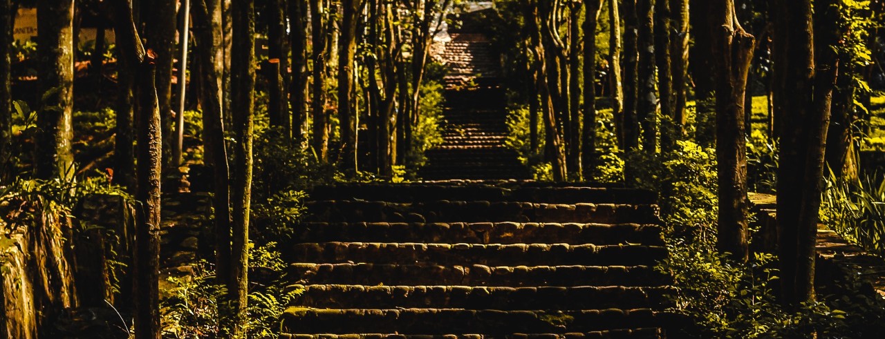 An outdoor staircase surrounded by trees