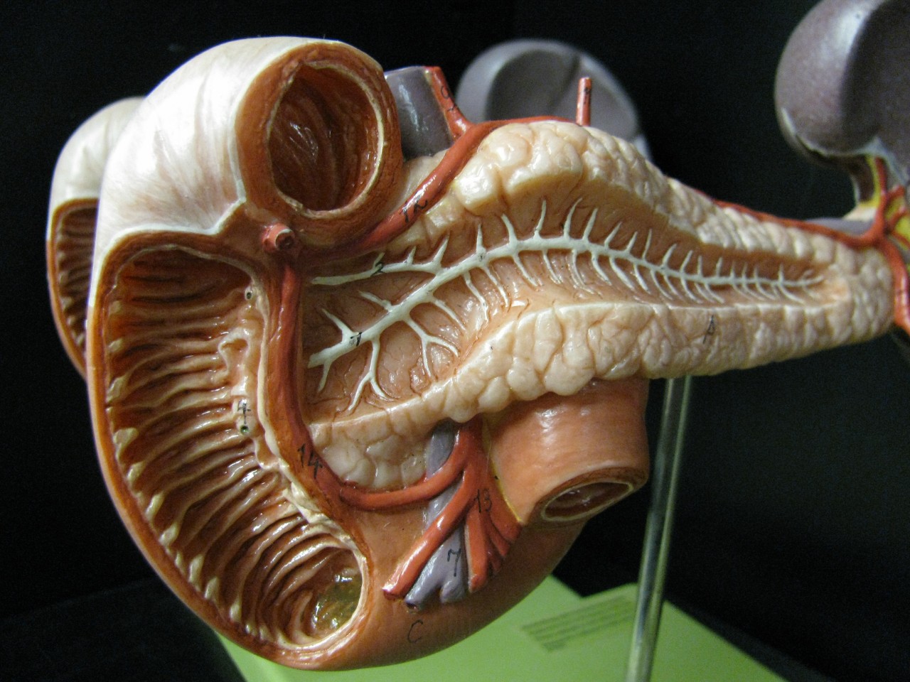 a model of a pancreas