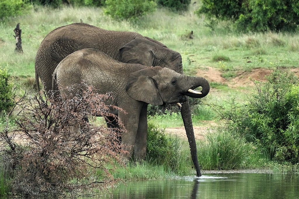 Two eelephants in the wild during UC's africa 