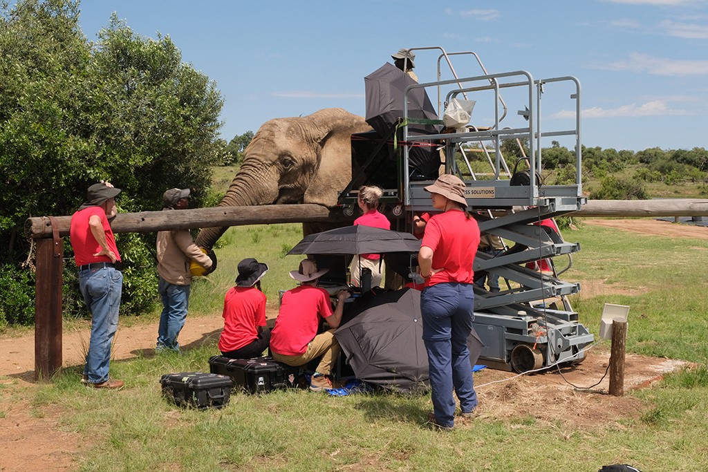 UC students and researchers run a test on an elephant tin Africa