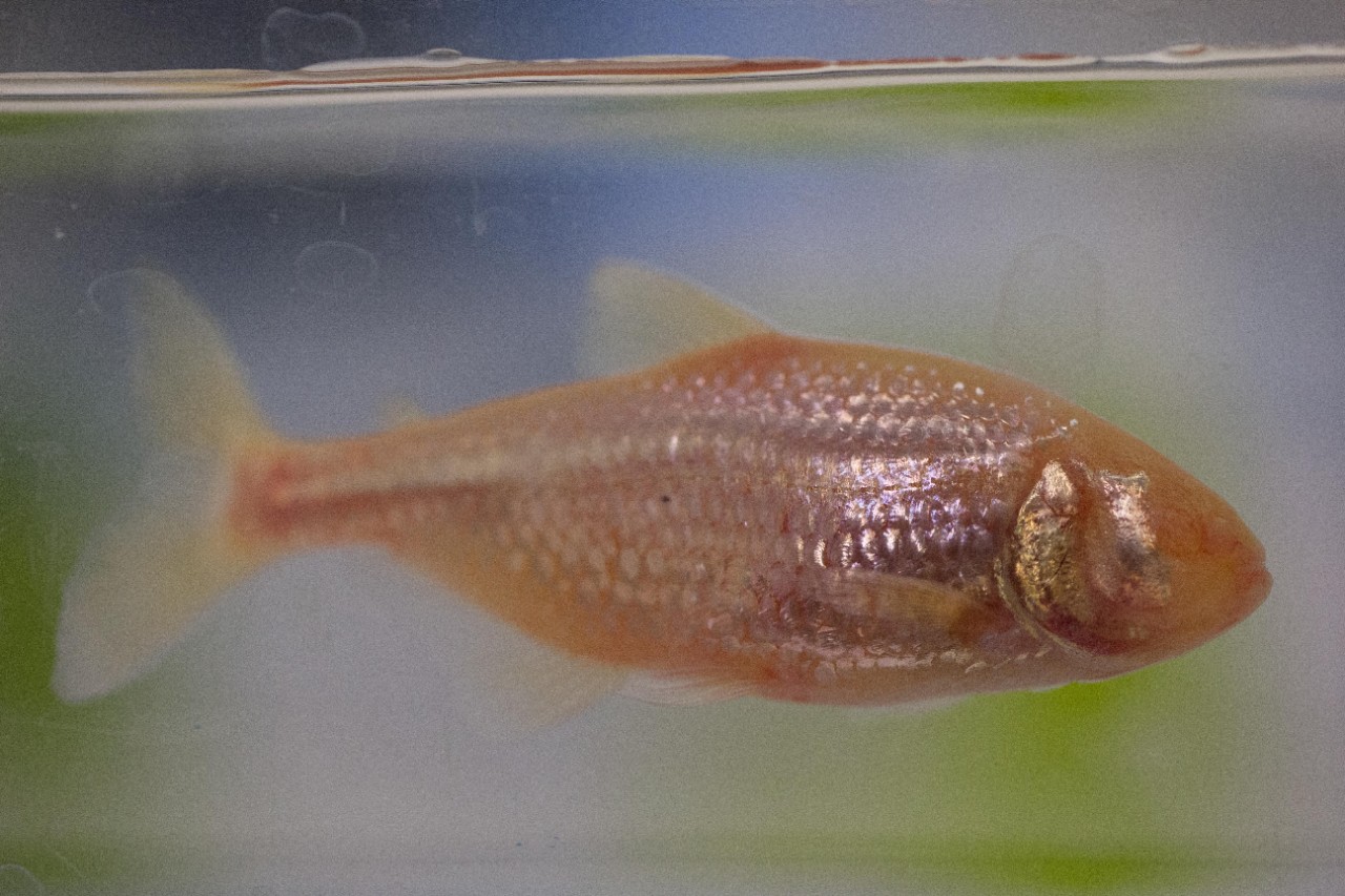 A blind cavefish in a University of Cincinnati biology lab.