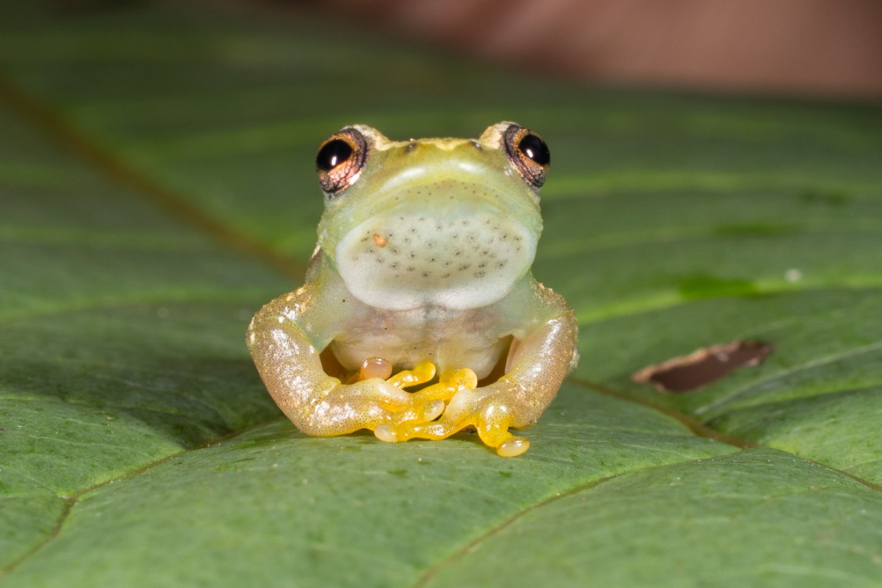 The Ukaguru spiny-throated reed frog sits on a leaf.
