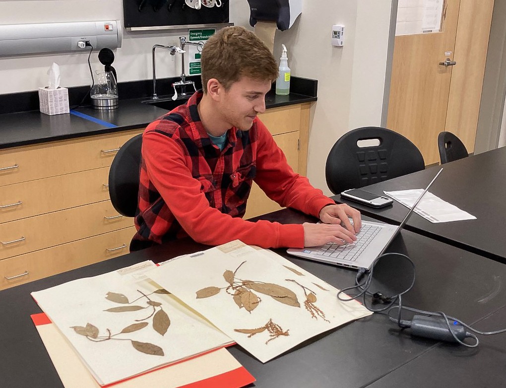 A student works on a laptop next to plant specimens attached to acid-free paper on a lab bench.