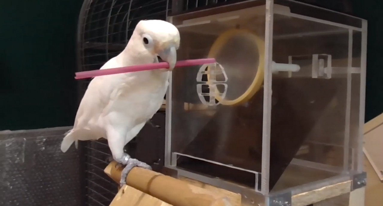 A Goffin's cockatoo holds two tools simultaneously in front of a puzzle box.