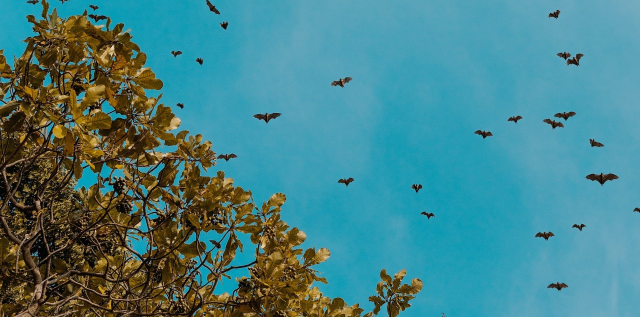 bats flying through the air with a tree in the foreground at dusk 