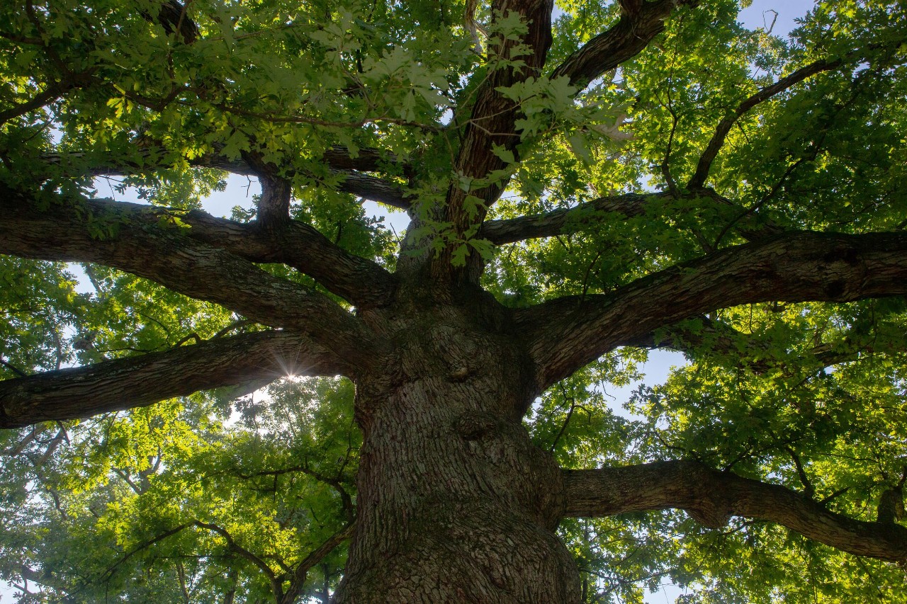campus oak tree