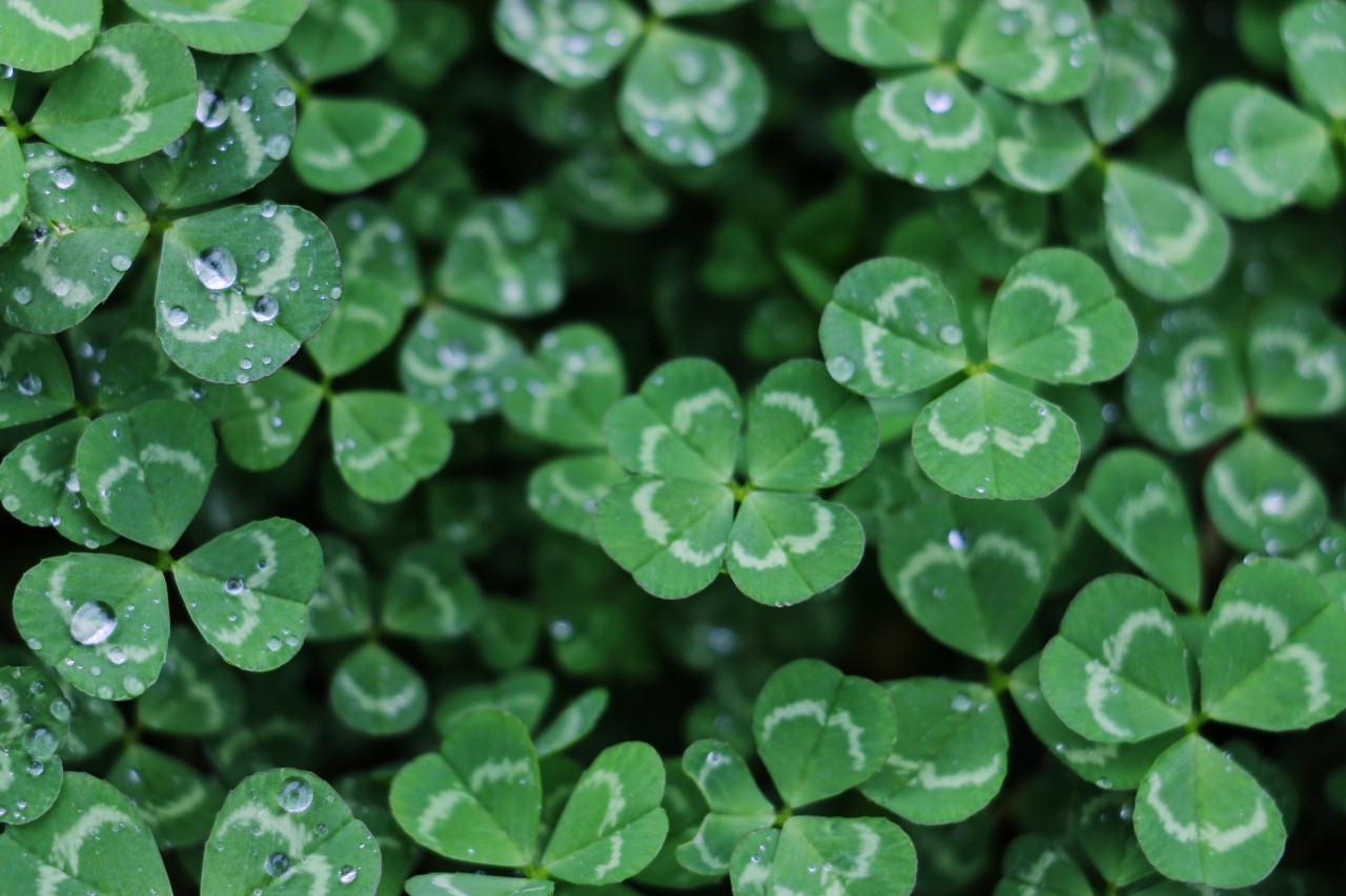 four leaf clovers in a bunch growing on the ground