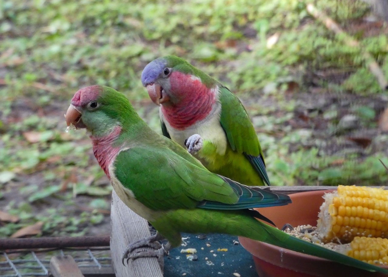 Monk parakeetes.