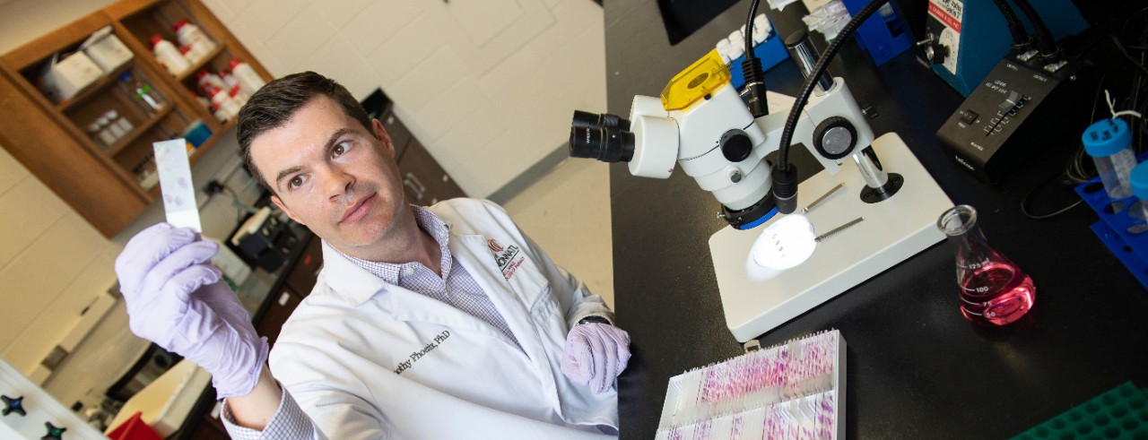 Timothy Phoenix lifts a microscope slide up to the light to look at it 