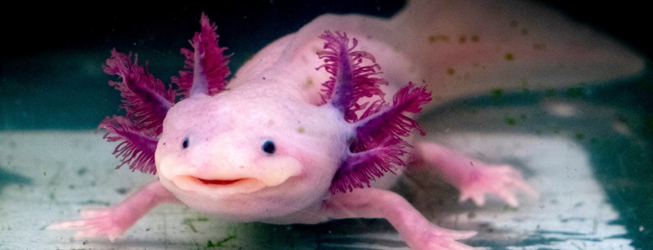 An axolotl, a critically endangered amphibian native to Central Mexico.