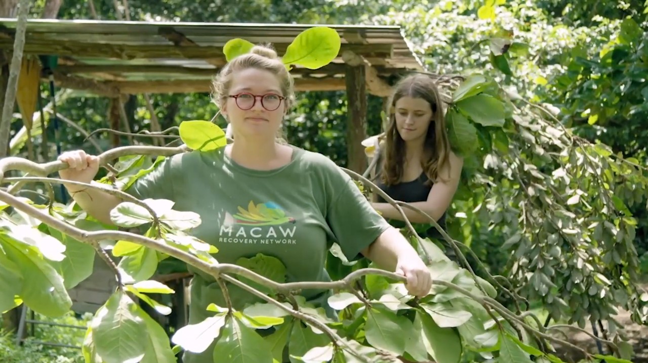 UC student Darby Moore, left, works with endangered great green macaws in Costa Rica. 