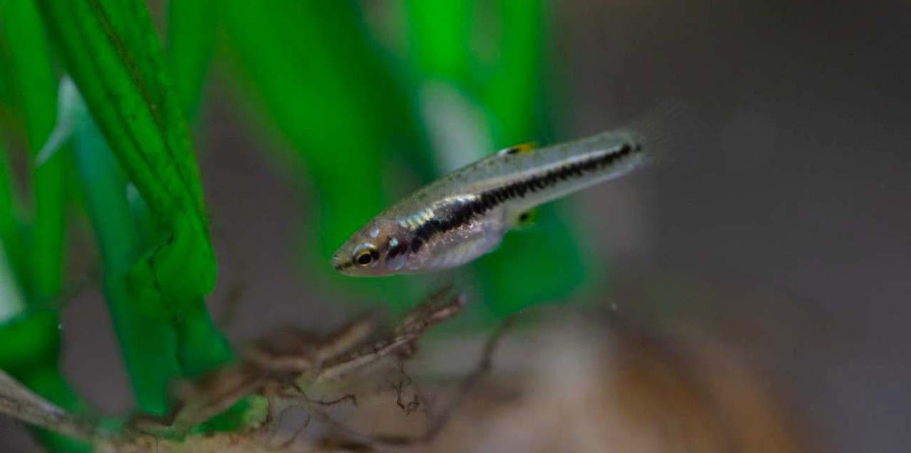 A killifish in an aquarium.