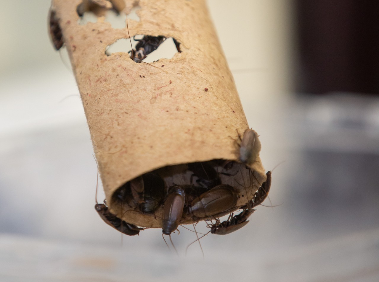 UC associate professor Joshua Benoit has a new genetic study on beetle-mimic cockroaches in his biology lab.