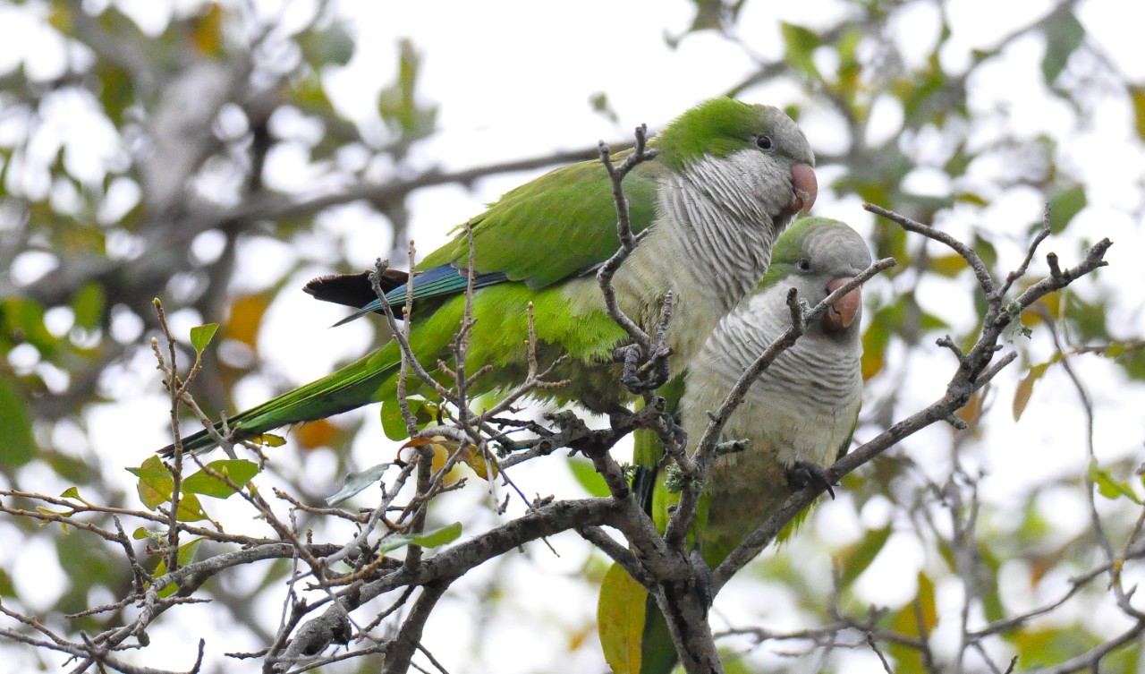 Two monk parakeets perch in a tree.