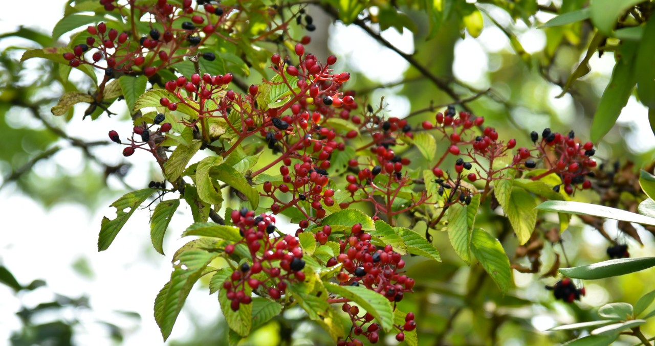 The red and black berries of Siebold's viburnum.