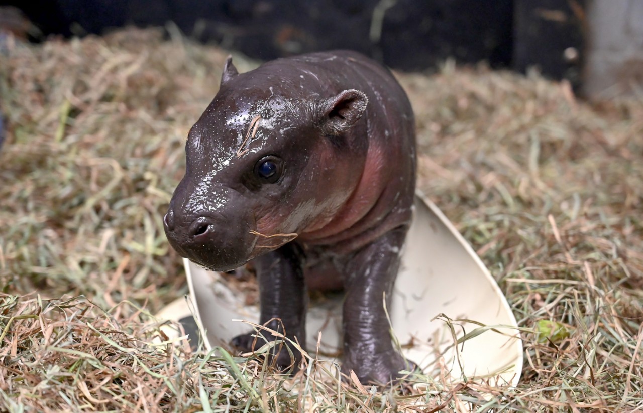 A baby pygmy hippo sits on a scale in a pen full of thick straw.