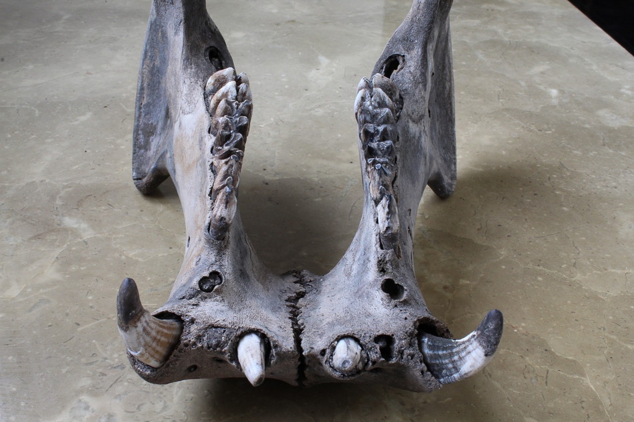 A lower jawbone of a dwarf hippo.