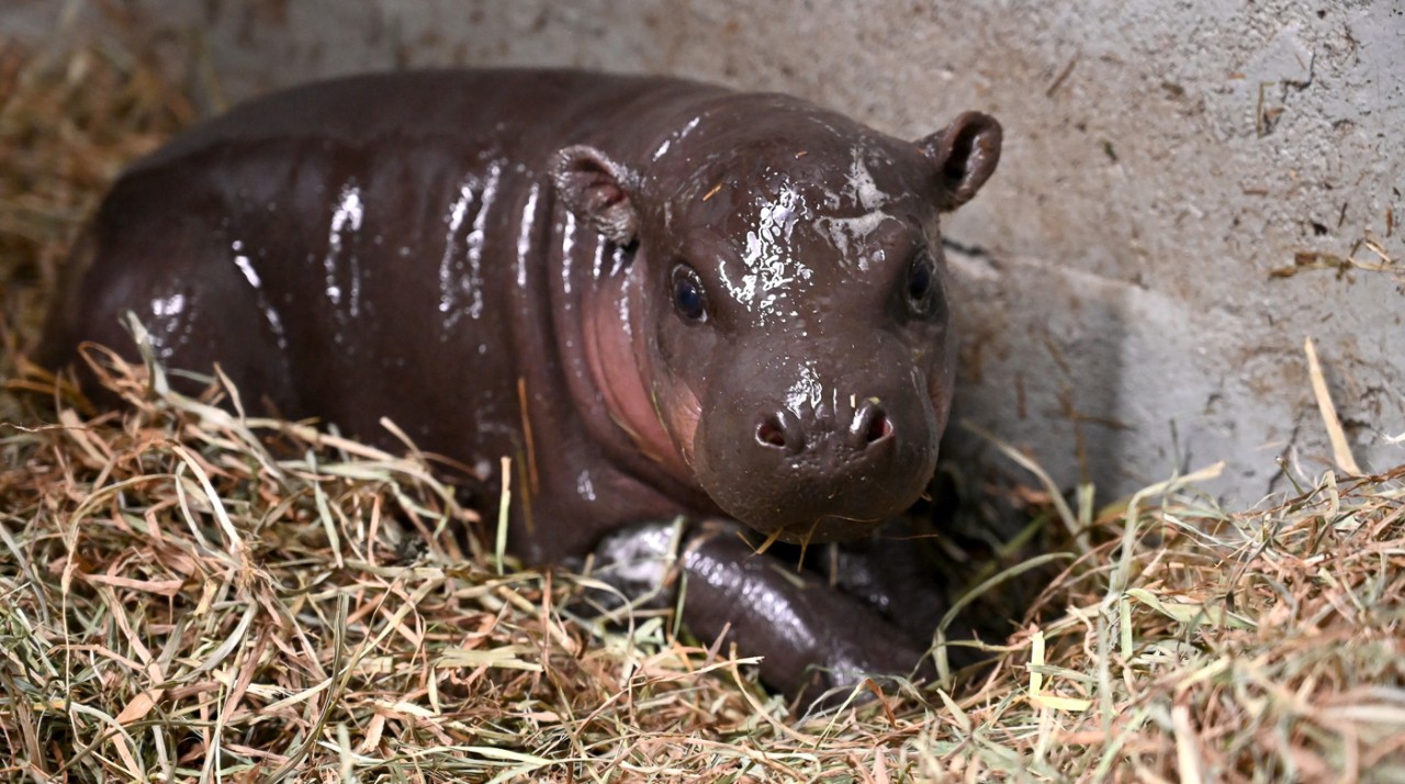 A newborn pygmy hippo at the Metro Richmond Zoo.