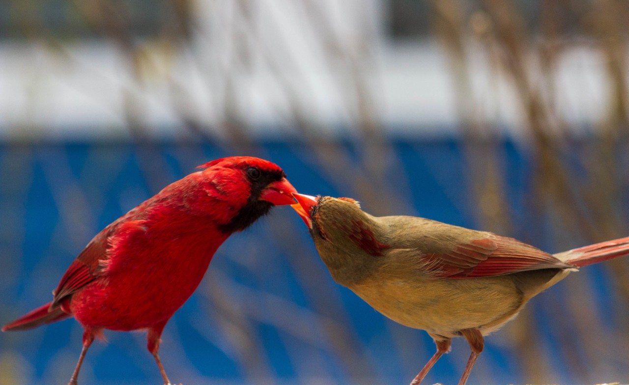 Cardinals. 