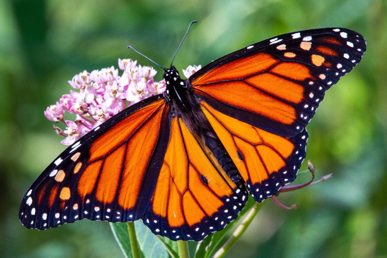 Monarch butterfly. 