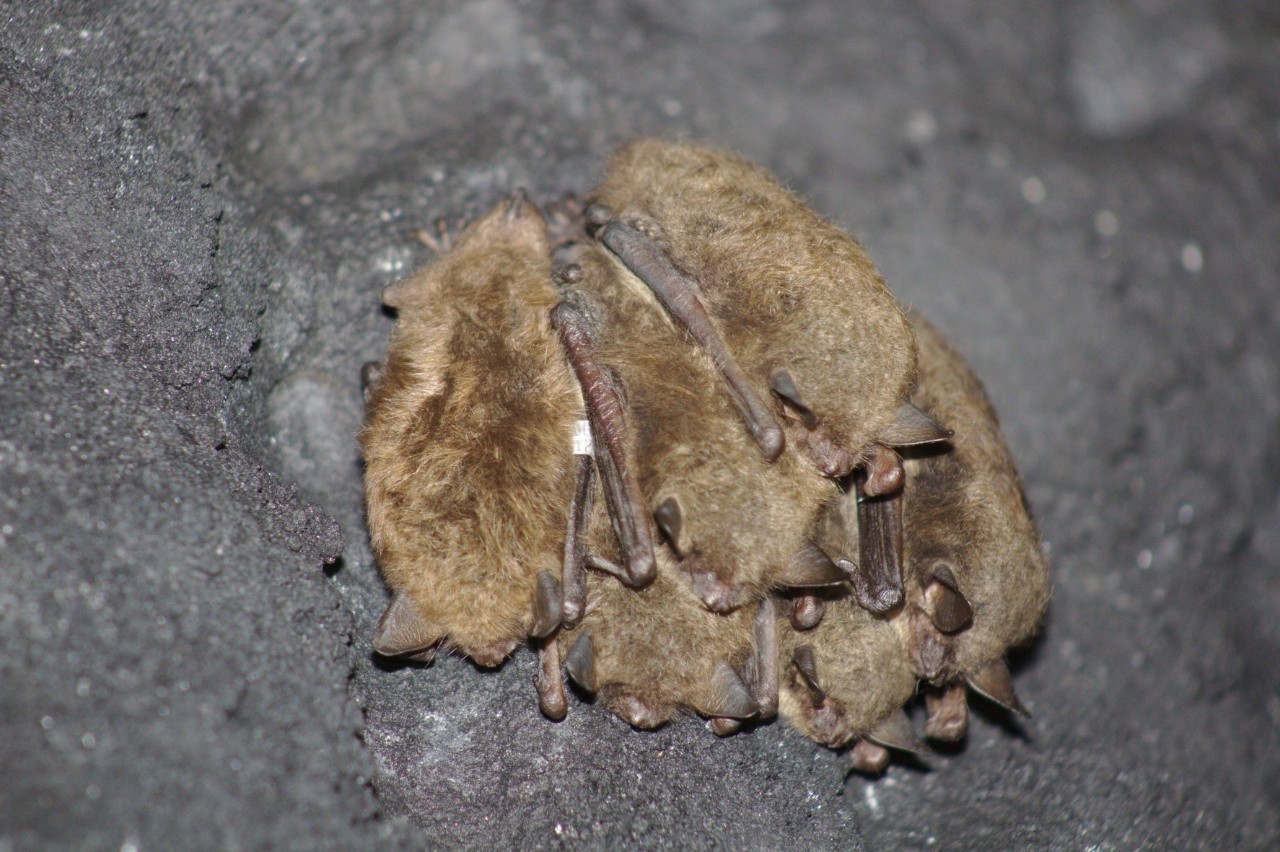 Little brown myotis hibernating at an undisclosed location in Ohio. 
