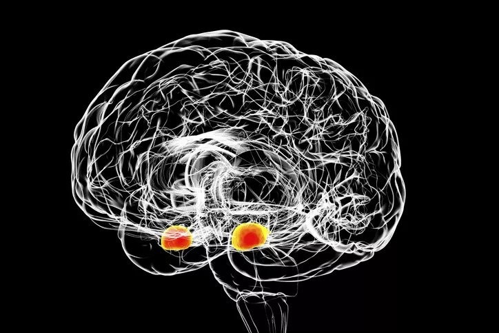 a depiction of the amygdala section of a human brain