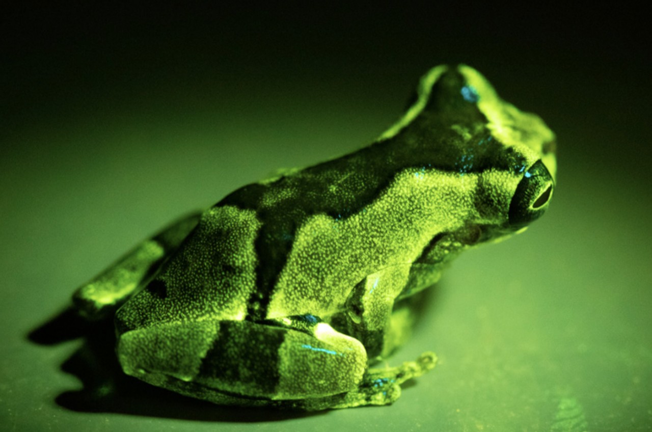 A frog glows under a black light.