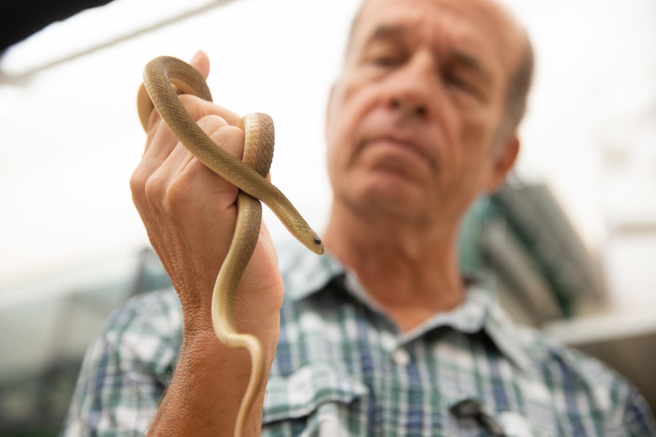 UC biologist Bruce Jayne discovered an all-time eater in the animal kingdom, the African Gans egg-eating snake. Relative to its size, this unassuming, non-venomous snake can consume bigger prey than any other snake on Earth.