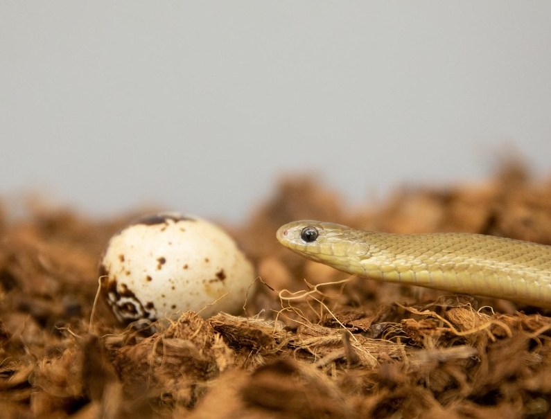 UC biologist Bruce Jayne discovered an all-time eater in the animal kingdom, the African Gans egg-eating snake. Relative to its size, this unassuming, non-venomous snake can consume bigger prey than any other snake on Earth.