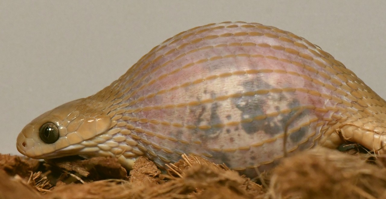 A Gans' egg-eater consumes a quail egg whole in Bruce Jayne's lab.