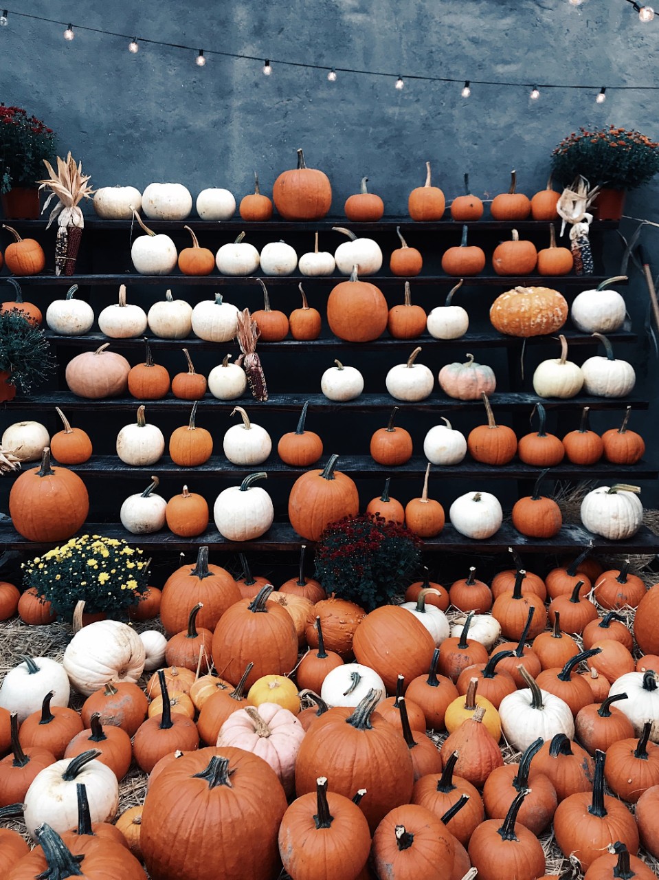 Aesthetic pumpkin patch 