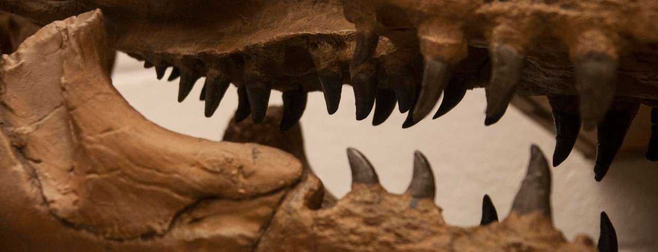 The teeth of a mosasaur.
