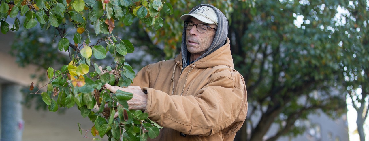 Denis Conover stands in front of a nonnative Callery pear tree on UC's uptown campus.